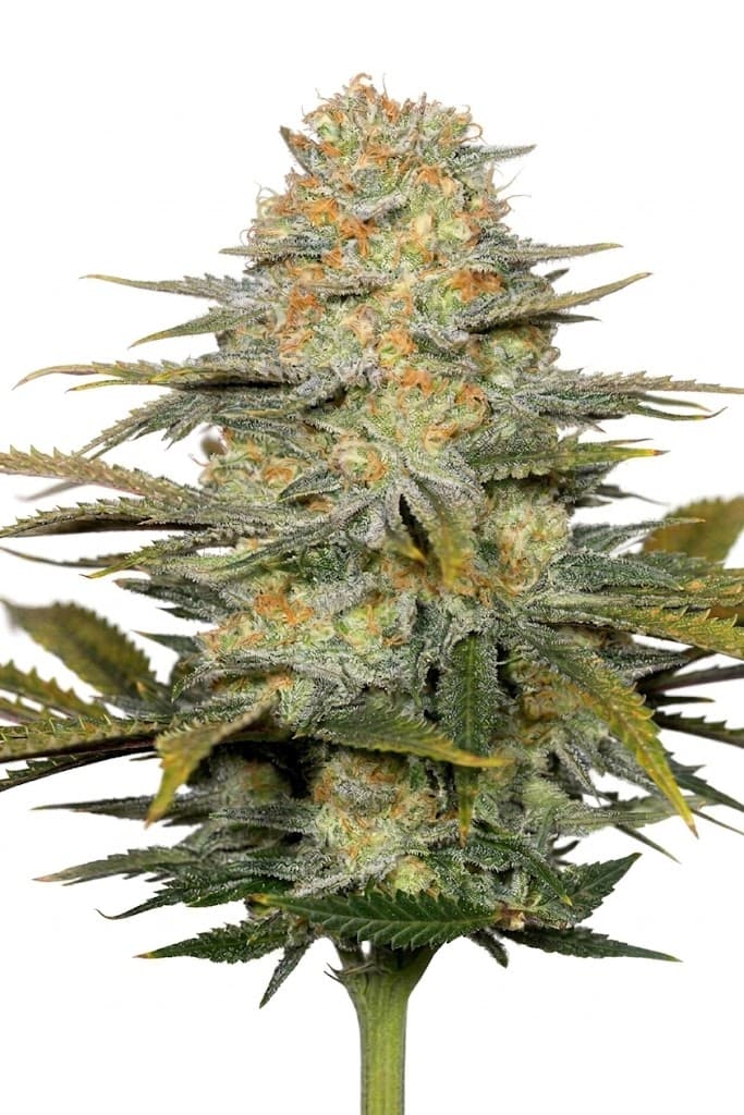 Cannabis der Sorte Amnesia Balanced