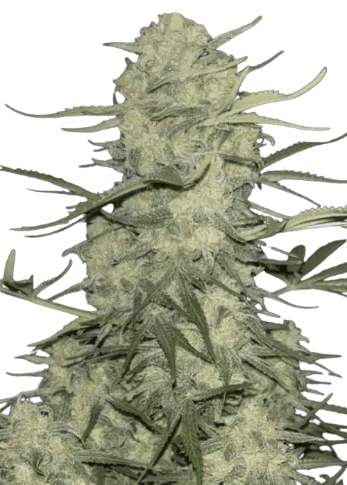 Cannabis der Sorte Amnesia F1 Fast