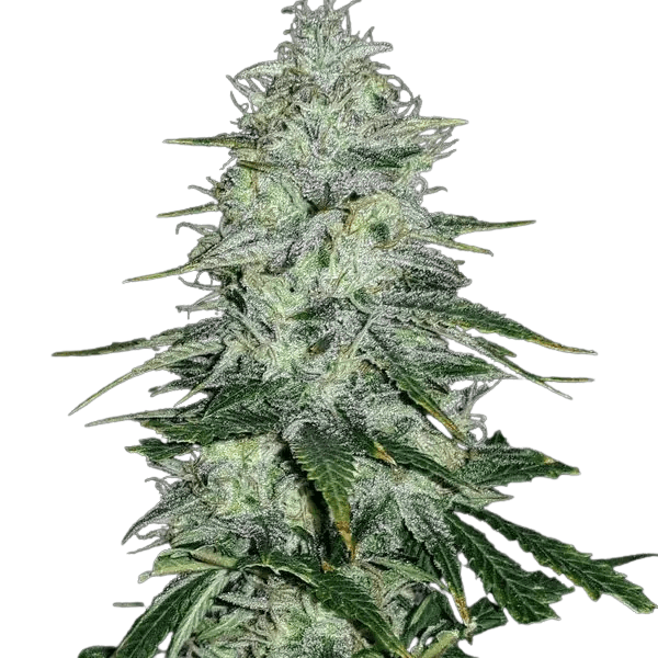 Cannabis der Sorte Amnesia Haze