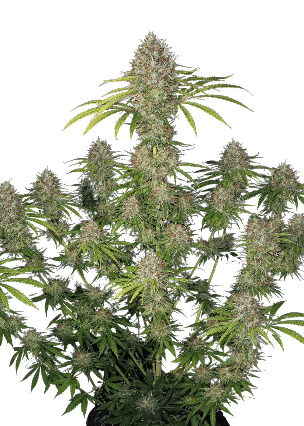 Cannabis der Sorte Auto Amnesia Haze F1