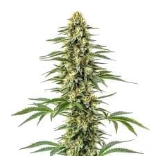 Cannabis der Sorte Amnesia Kush