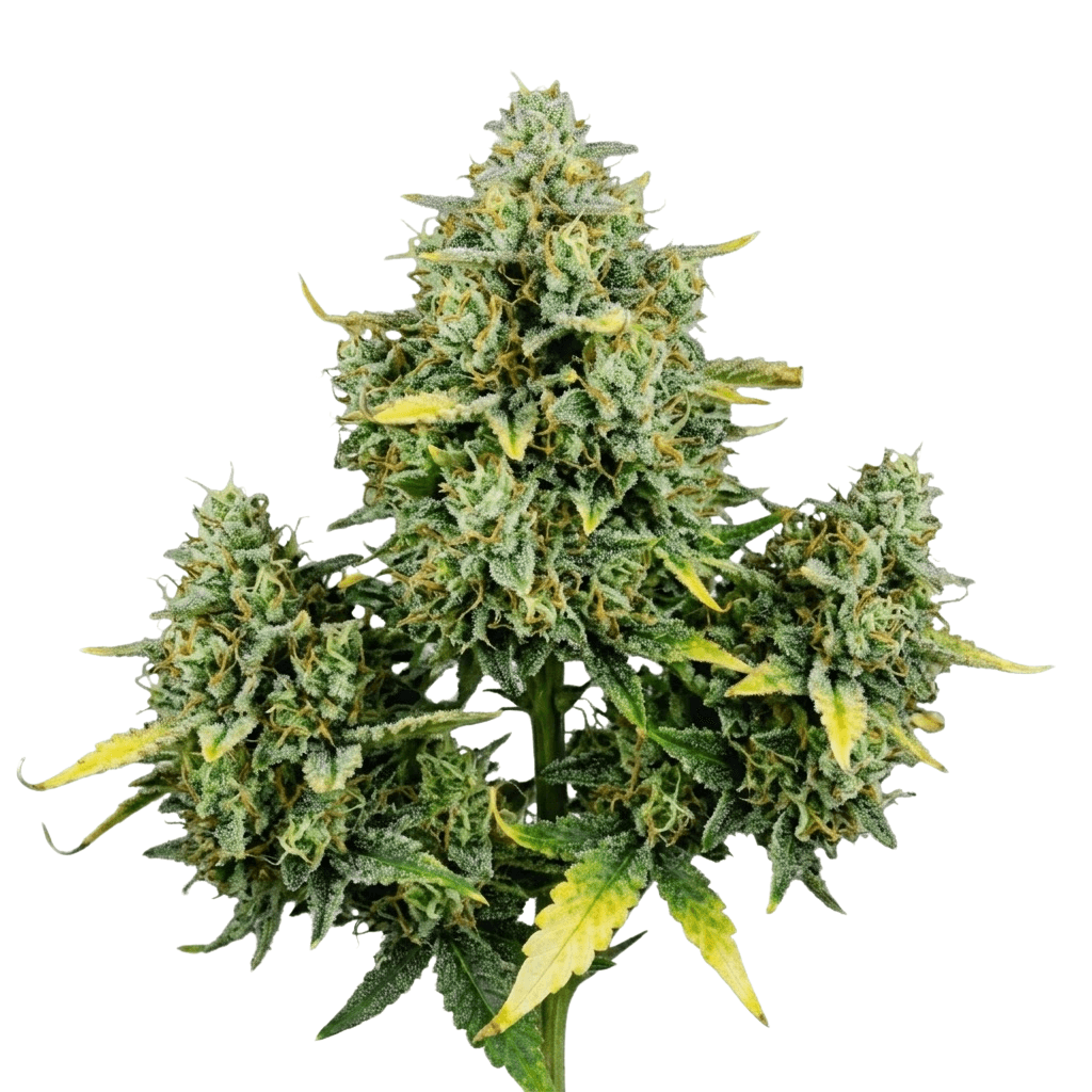 Cannabis der Sorte Amnesia Kush x Sherbet Shocker