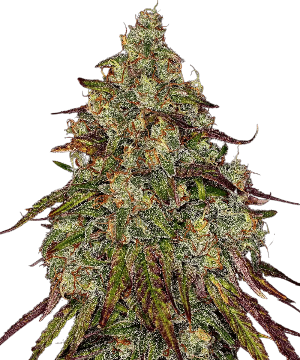 Cannabis der Sorte Amnesia Lemon