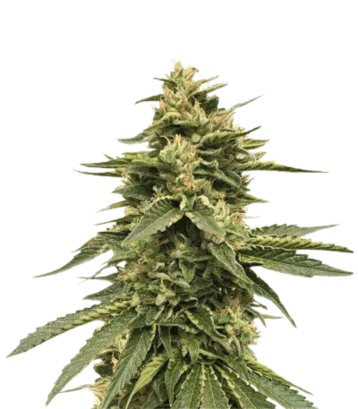 Cannabis der Sorte Amnesia OG