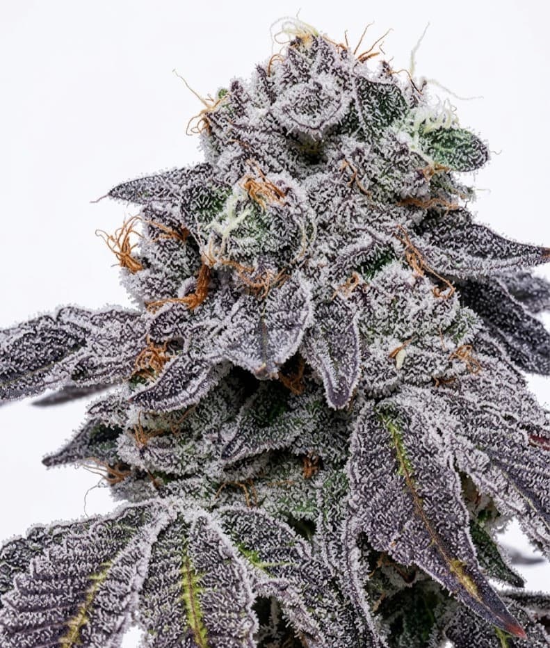 Cannabis der Sorte Andes