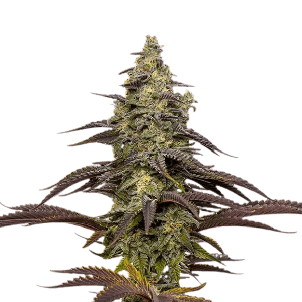 Cannabis der Sorte Animal Cookies