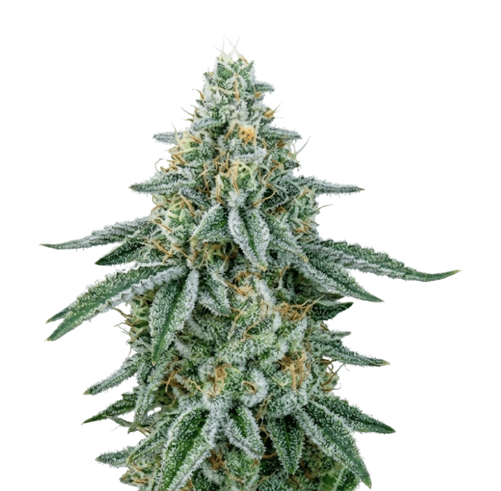 Cannabis der Sorte Animal Cookies x Hindu