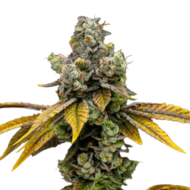 Cannabis der Sorte Animal Face