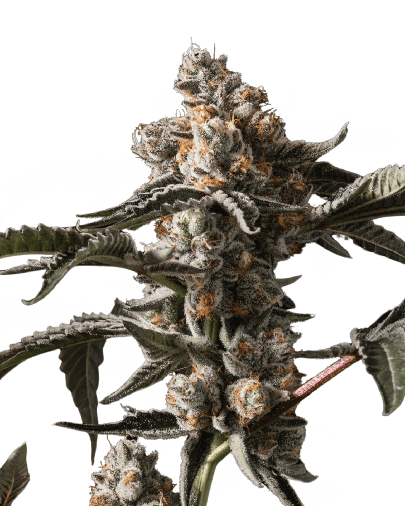 Cannabis der Sorte Animal Tree