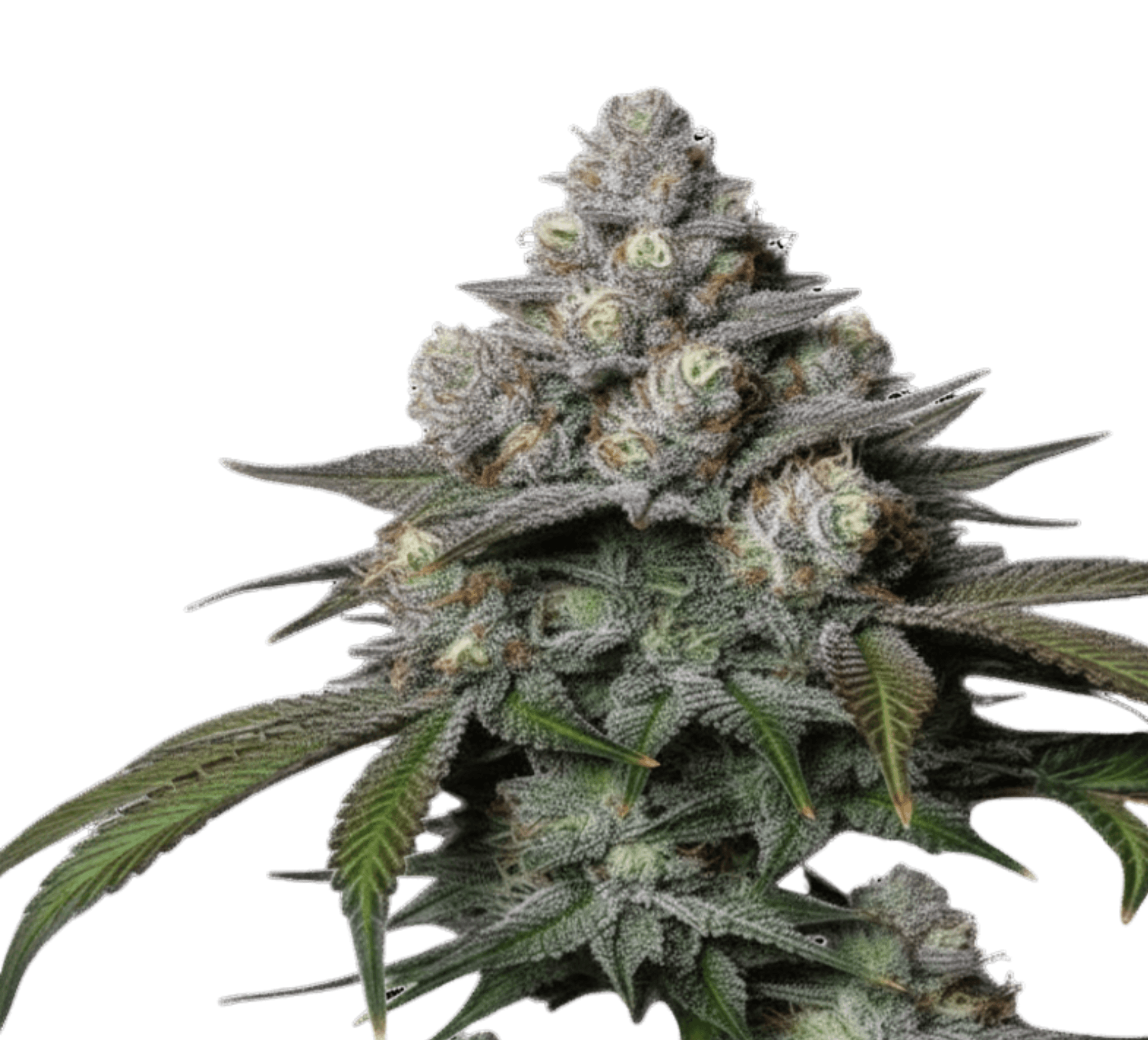 Cannabis der Sorte Apex OG