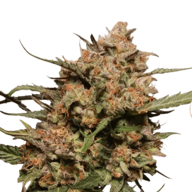 Cannabis der Sorte Auto Apollo Black Cherry
