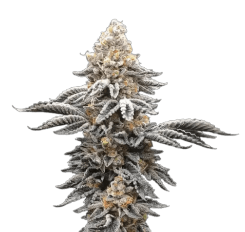 Cannabis der Sorte Apollo Black Cherry