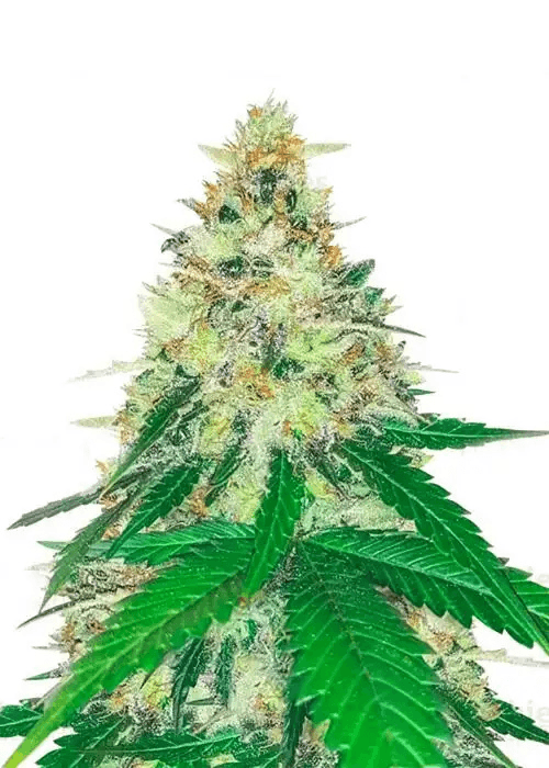 Cannabis der Sorte Apple Betty (Herbies Line)