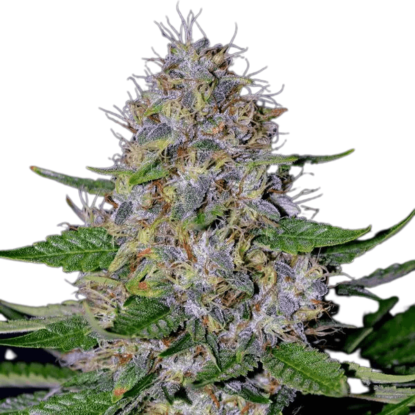 Cannabis der Sorte Apple Crumble