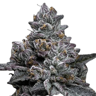 Cannabis der Sorte Apple Fritter