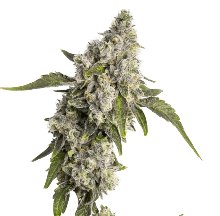 Cannabis der Sorte Apple Rock Candy