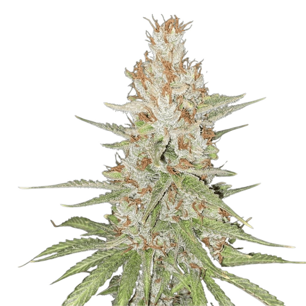 Cannabis der Sorte Apple Soda