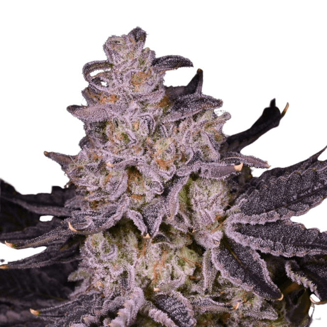 Cannabis der Sorte Apple Tartz