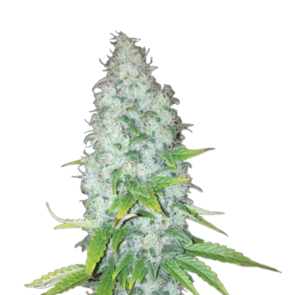 Cannabis der Sorte Appleberry