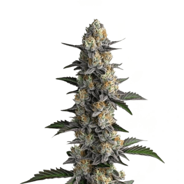 Cannabis der Sorte Apples & Bananas