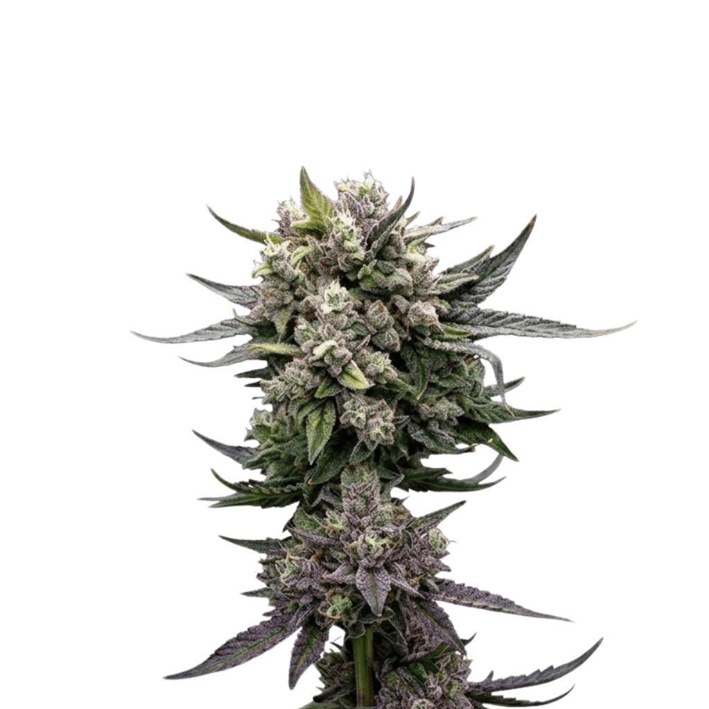 Cannabis der Sorte Apples & Bananas x GG4