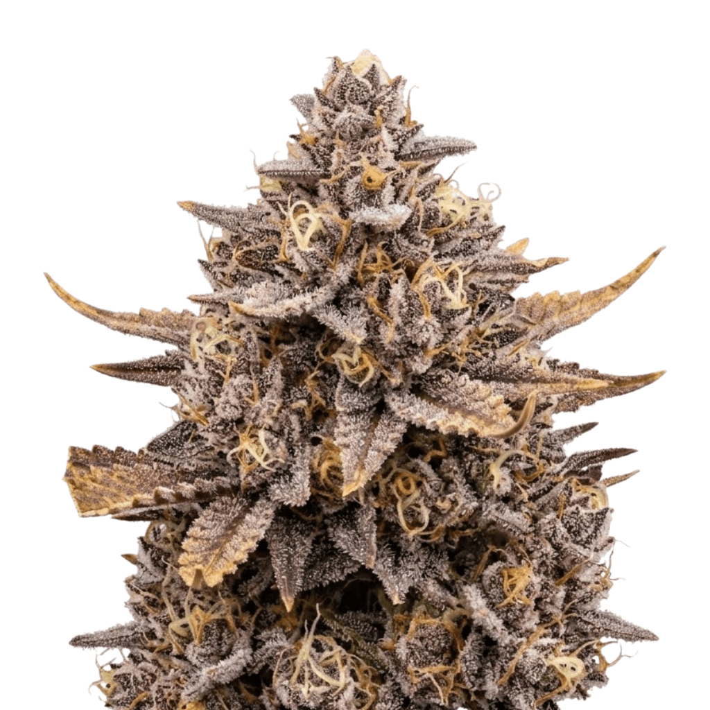 Cannabis der Sorte Arctic Reaper