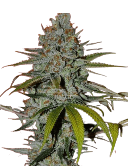 Cannabis der Sorte Arise