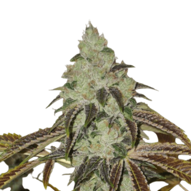 Cannabis der Sorte Aspen OG