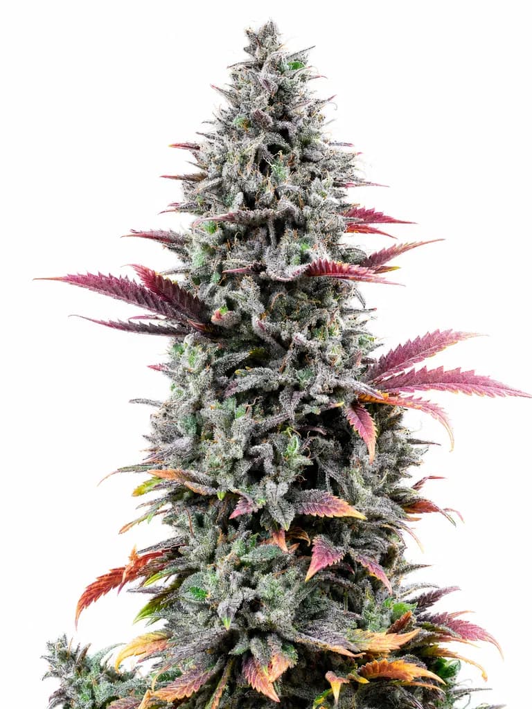 Cannabis der Sorte Atlantic Glue