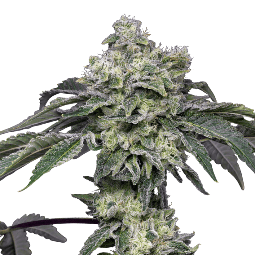 Cannabis der Sorte Atomic Apple