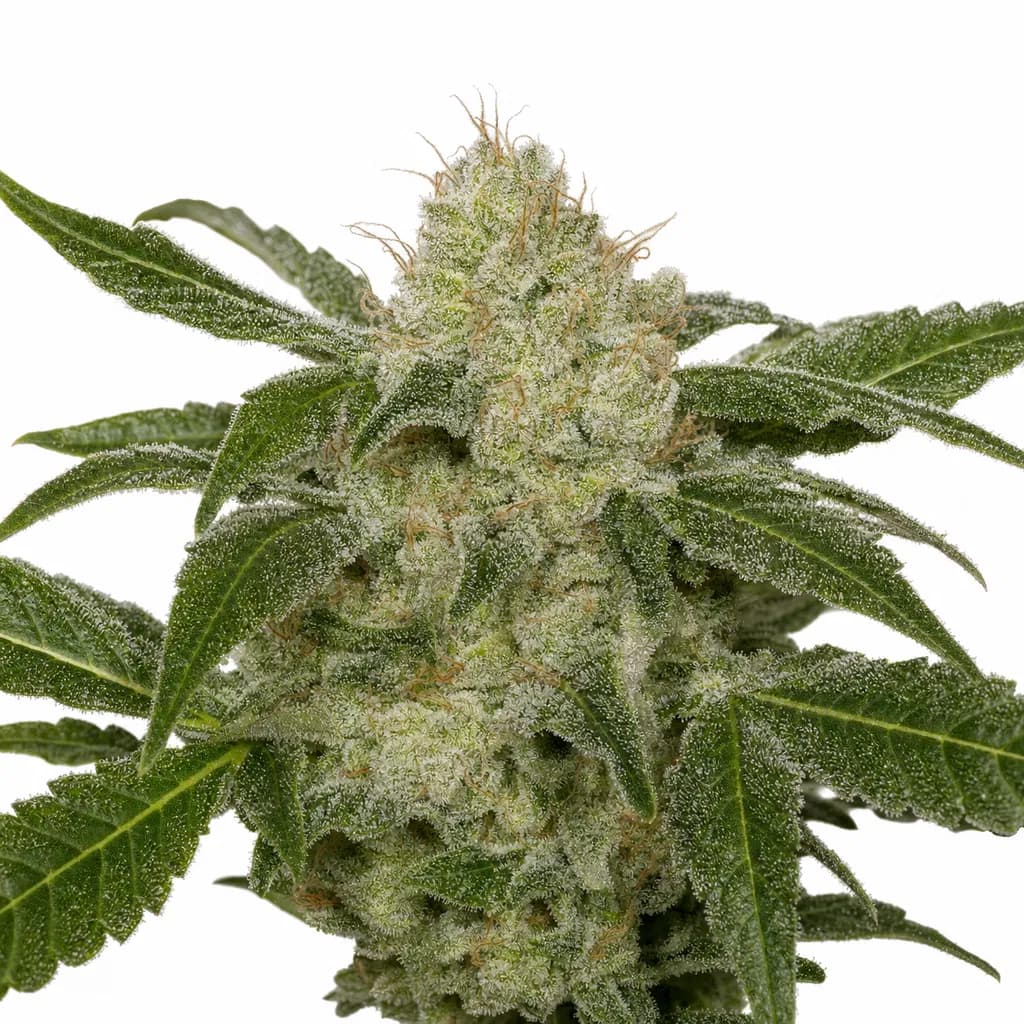 Cannabis der Sorte Atomic Sour Grapefruit