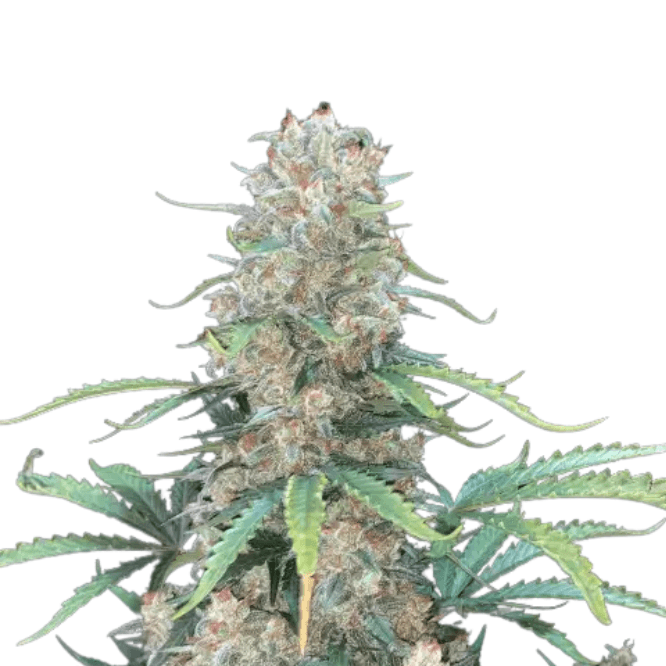 Cannabis der Sorte Auto Afghan Kush