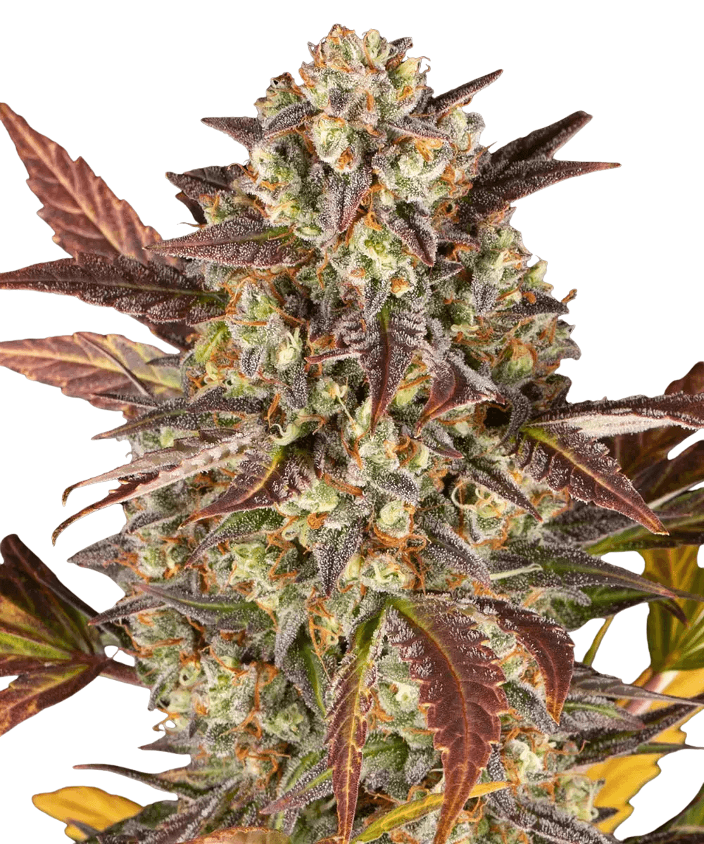 Cannabis der Sorte Auto Amnesia Haze