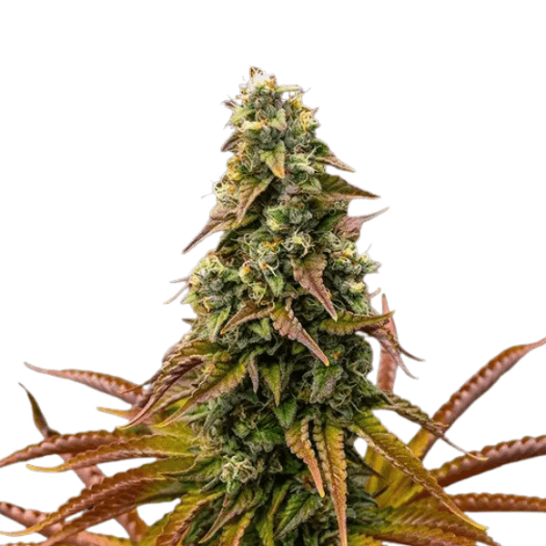 Cannabis der Sorte Auto Animal Cookies