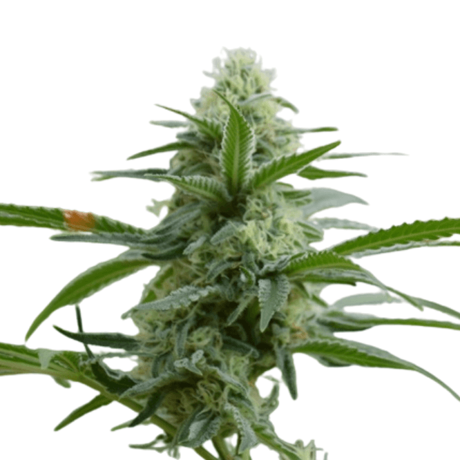 Cannabis der Sorte Avidekel