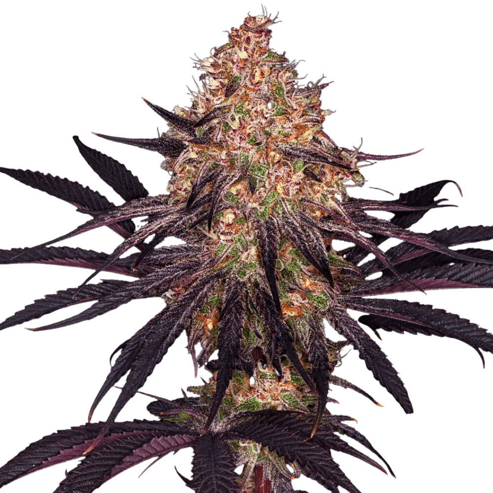 Med. Cannabis