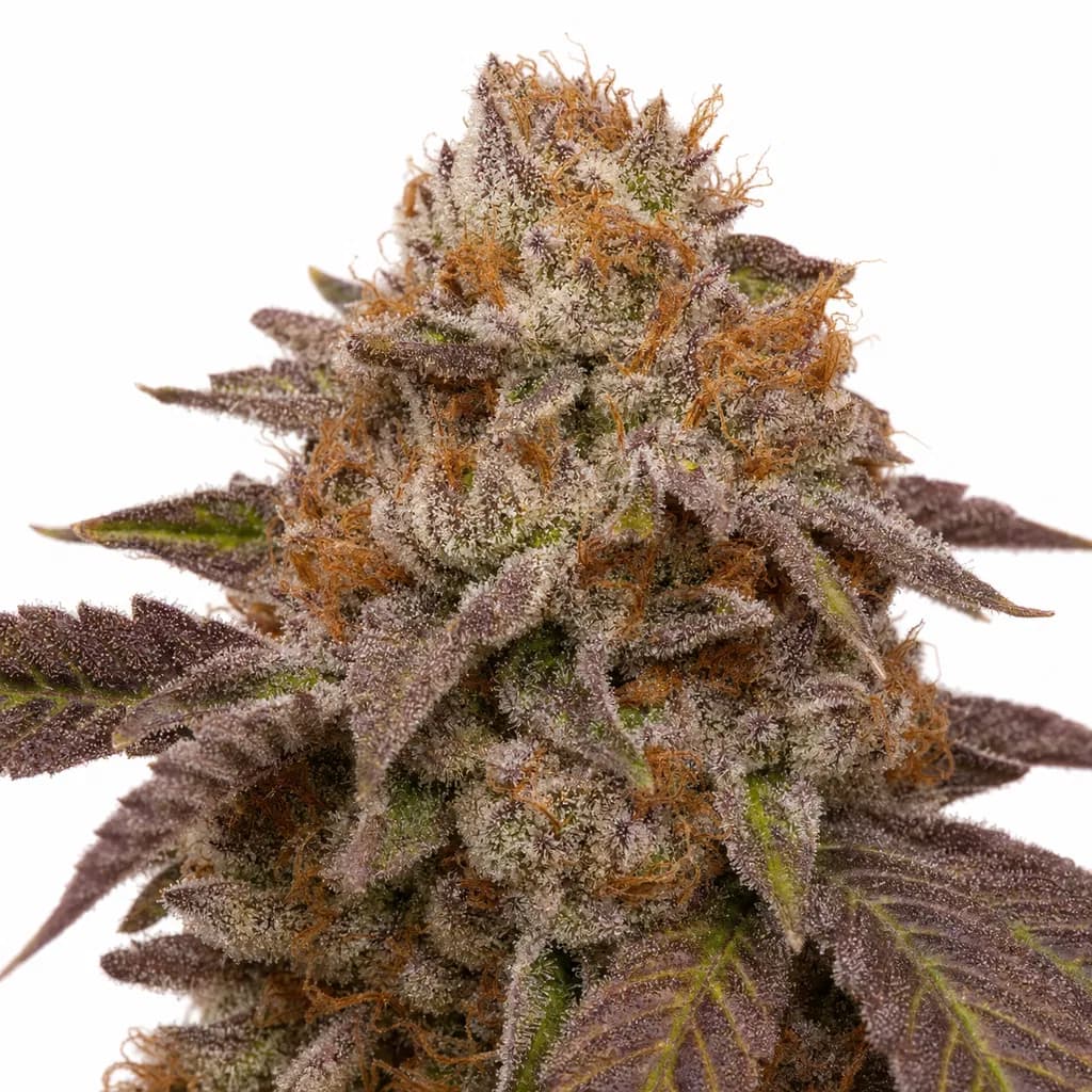 Cannabis der Sorte Baby Pam