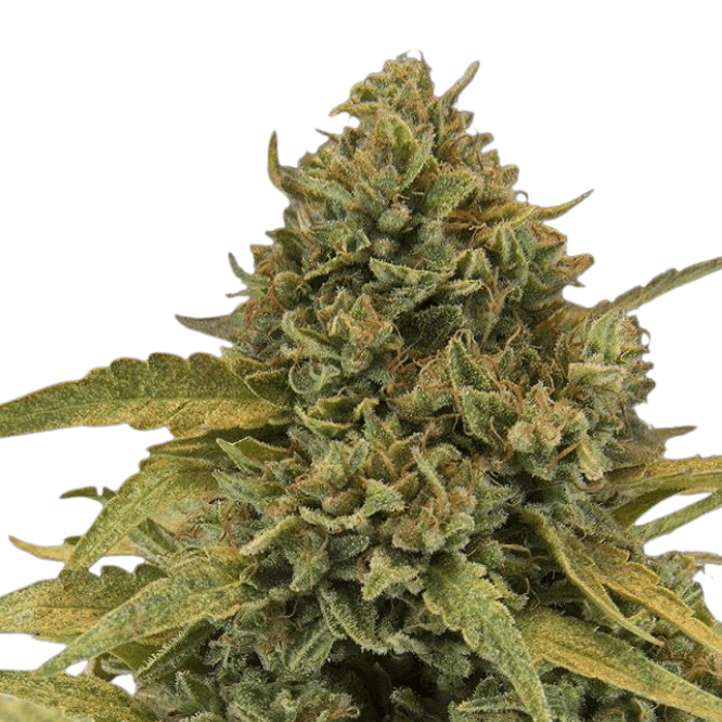 Cannabis der Sorte Bad Azz Kush