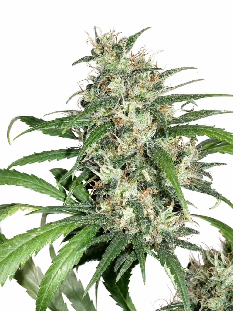 Cannabis der Sorte Baked Alaska