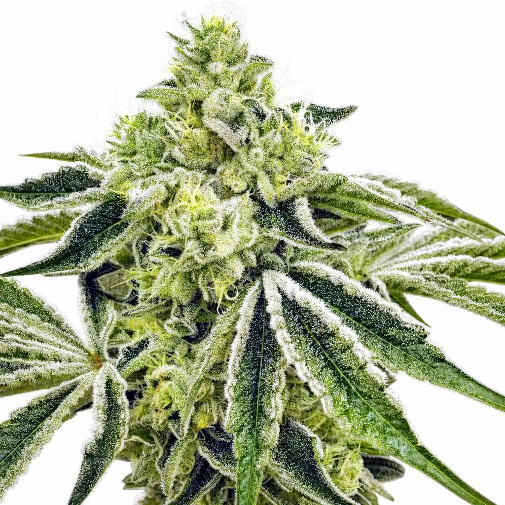 Med. Cannabis