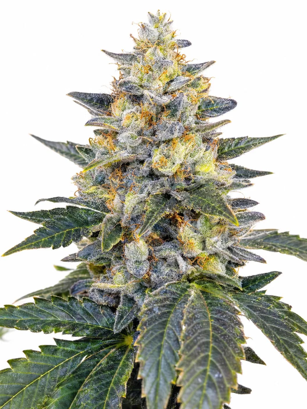 Cannabis der Sorte Banana Candy S1