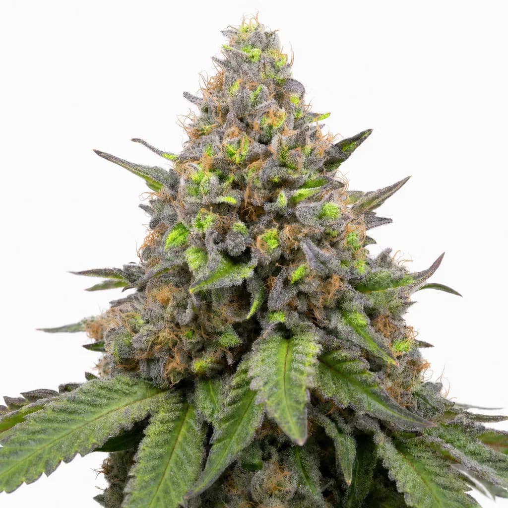 Cannabis der Sorte Banana Cream