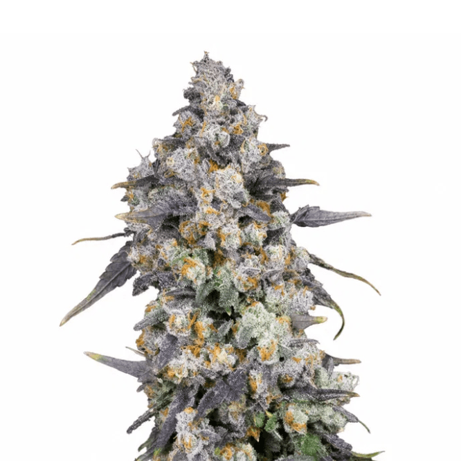 Cannabis der Sorte Banana Cream Cake