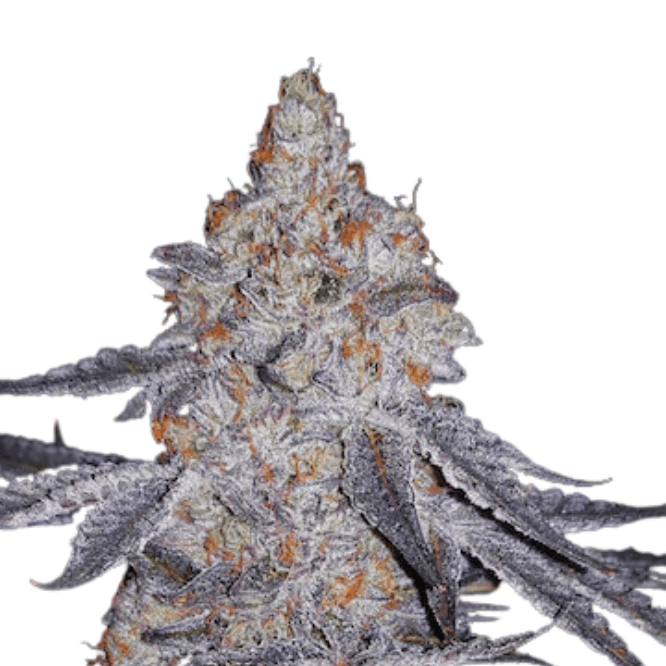 Cannabis der Sorte Banana Daddy