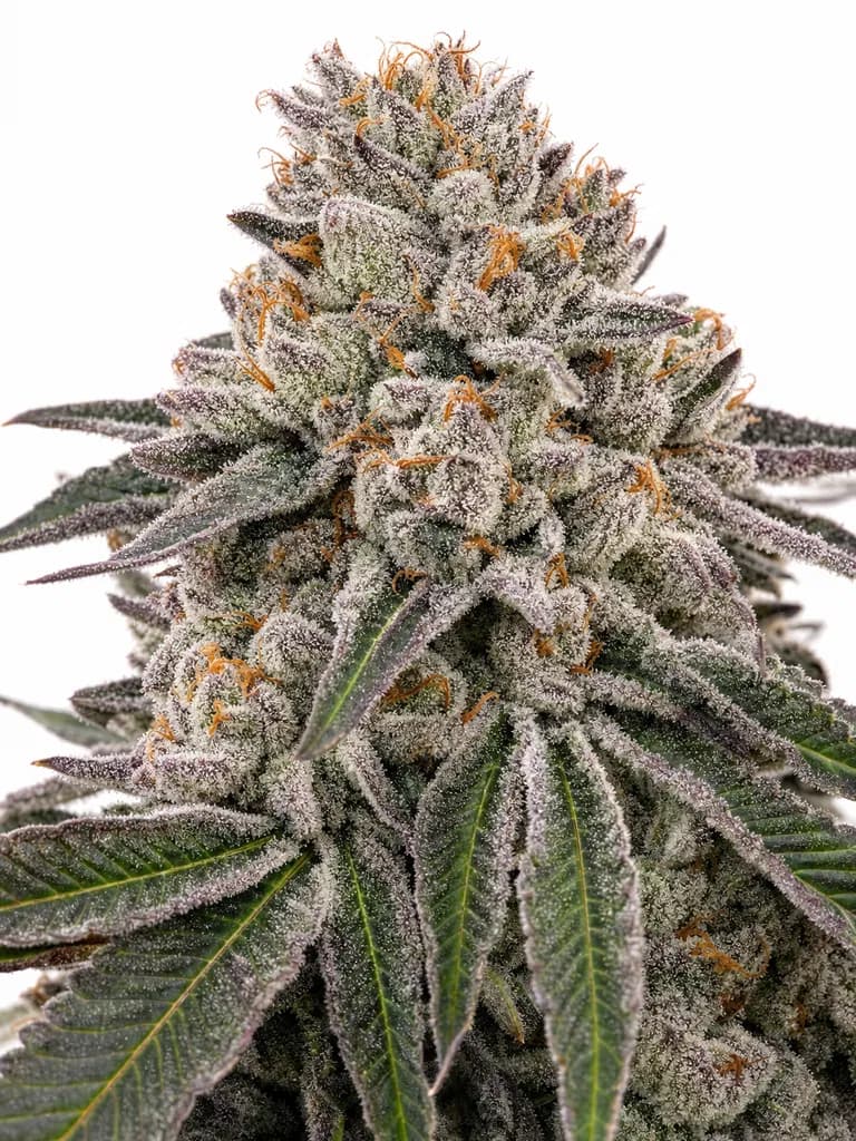 Cannabis der Sorte Banana Do-Si-Dos