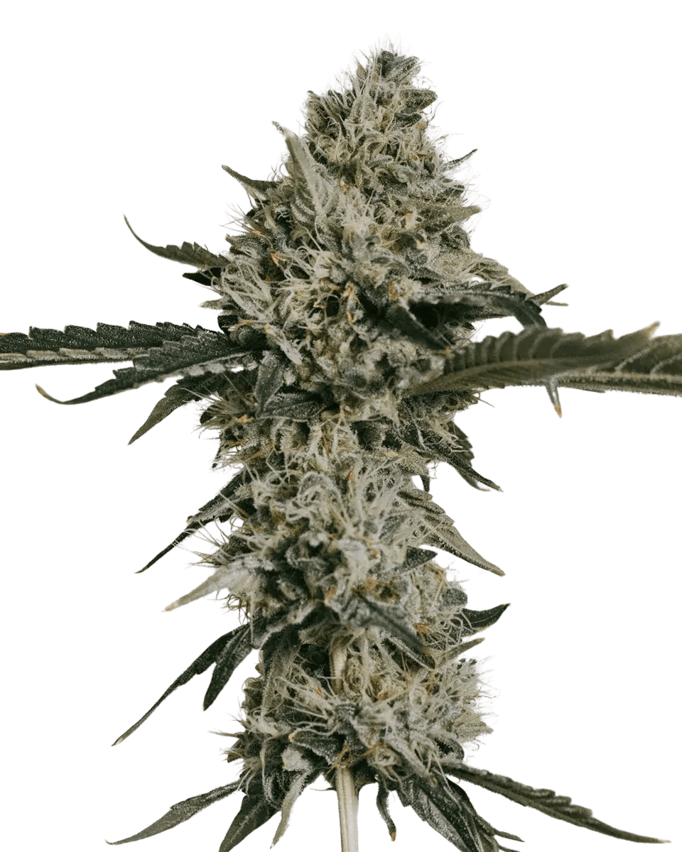 Cannabis der Sorte Banana Kush