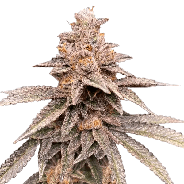 Cannabis der Sorte Banana Latte