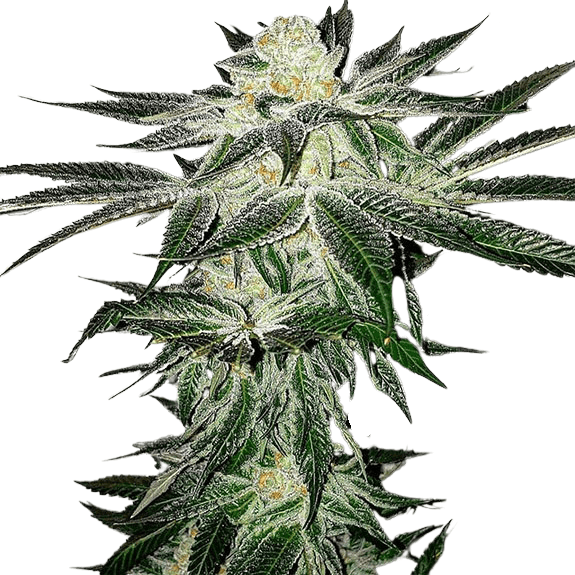Cannabis der Sorte Banana Macaroon
