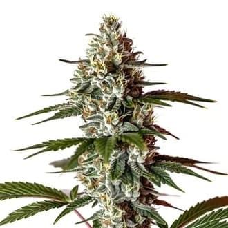 Cannabis der Sorte Banana Marker