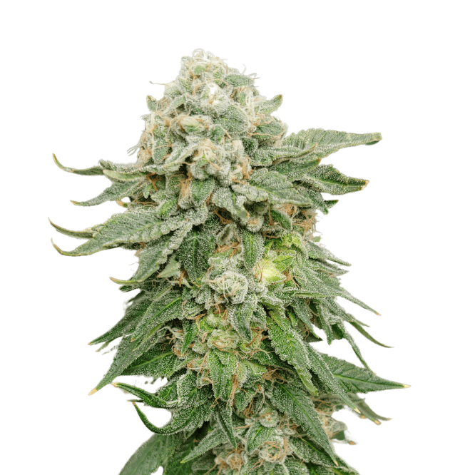Cannabis der Sorte Banana Mints